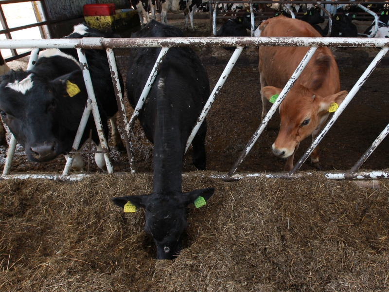 Группа «Черкизово» увеличила выпуск комбикормов до 3,1 млн тонн