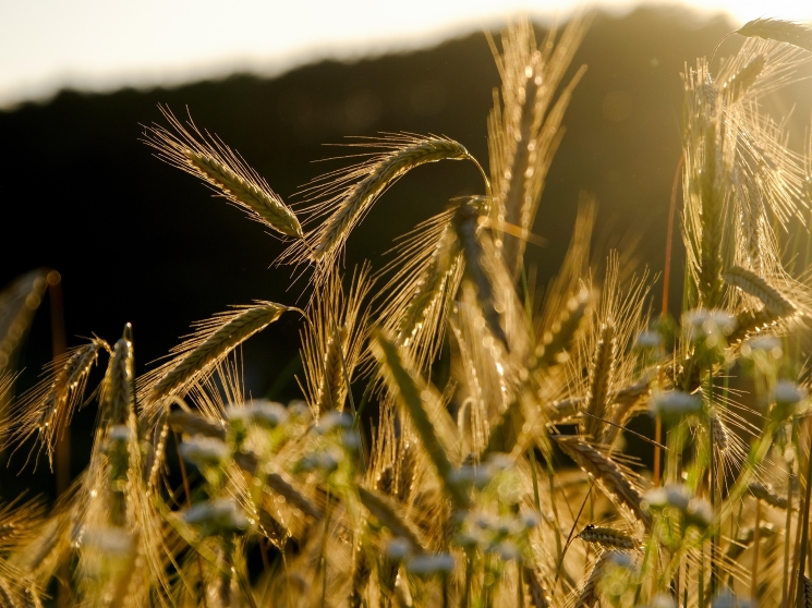 ИКАР понизил прогноз урожая пшеницы и ячменя