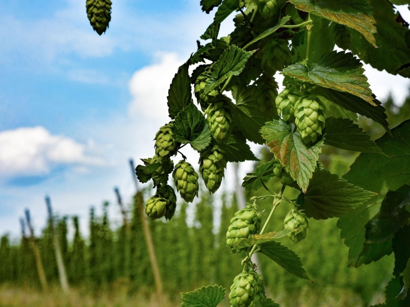 К 2030 году производство хмеля может превысить 2 тысячи тонн