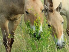 Как обучаться коневодству