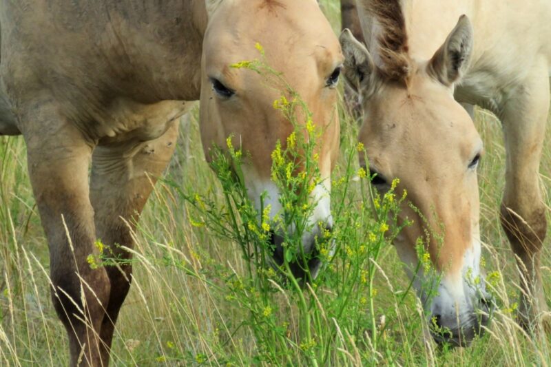 Как обучаться коневодству