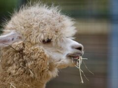 Лучшие породы животных для фермеров-новичков