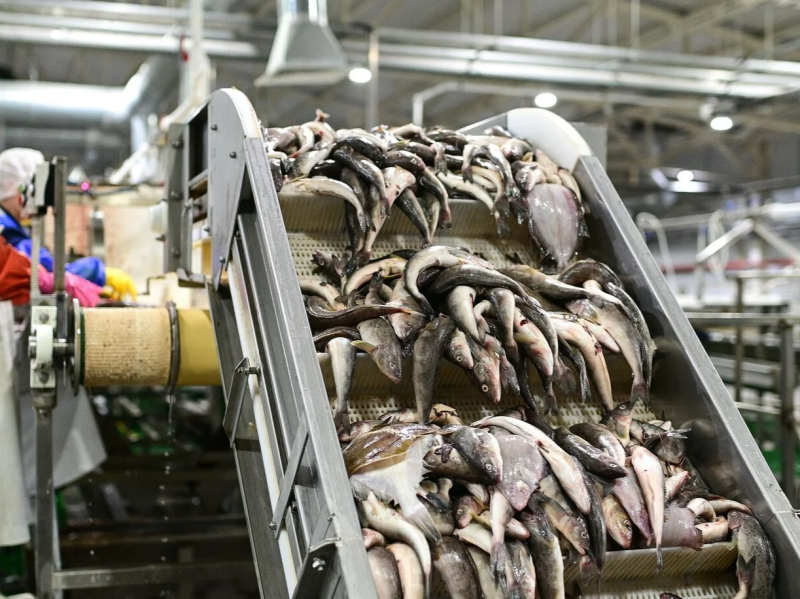 Оптовые цены на минтай выросли на 35% за год
