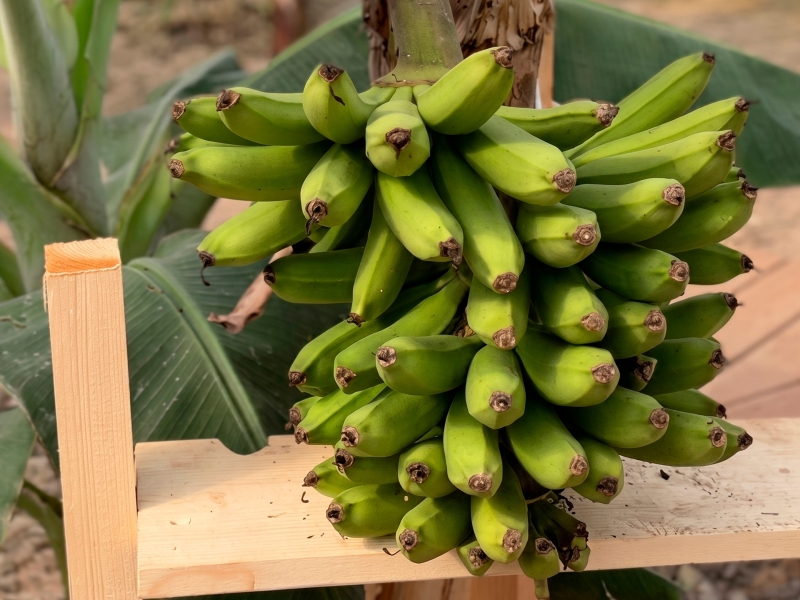 Основной урожай российских бананов ожидается к осени
