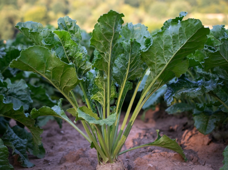 Площадь сева сахарной свеклы уменьшится