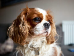 Породы собак, которые легче всего поддаются дрессировке: топ лучших вариантов