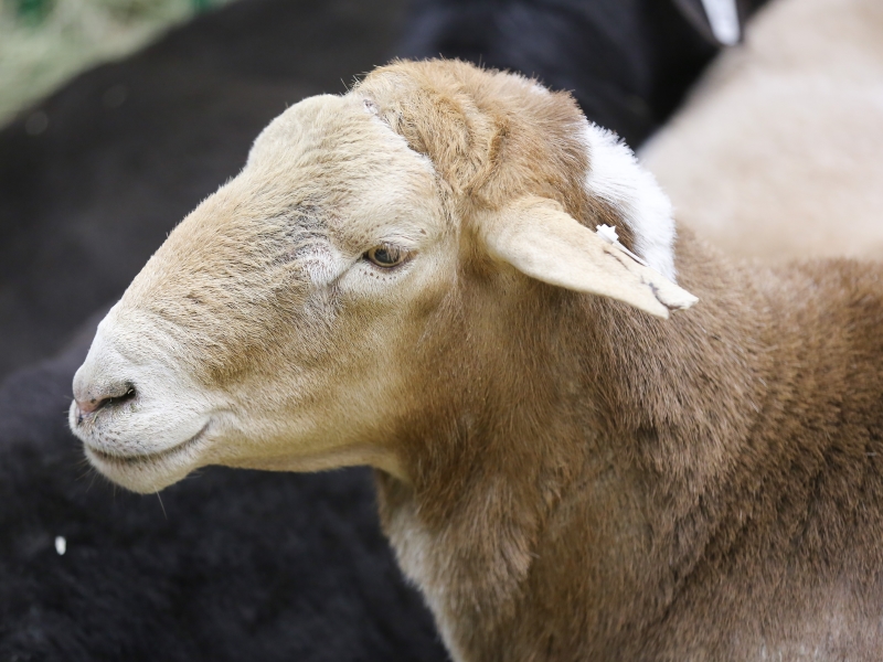 Потребление баранины в России почти в четыре раза ниже нормы