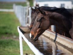 предотвратить обезвоживание лошадей летом