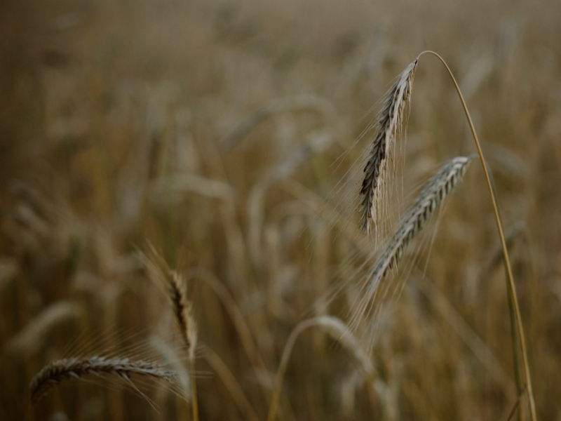 Прибыль растениеводства за прошлый год упала на 44%