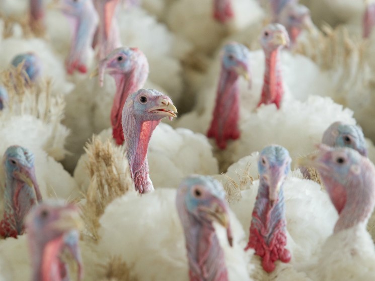 Производство индейки в Пензенской области продолжит расти