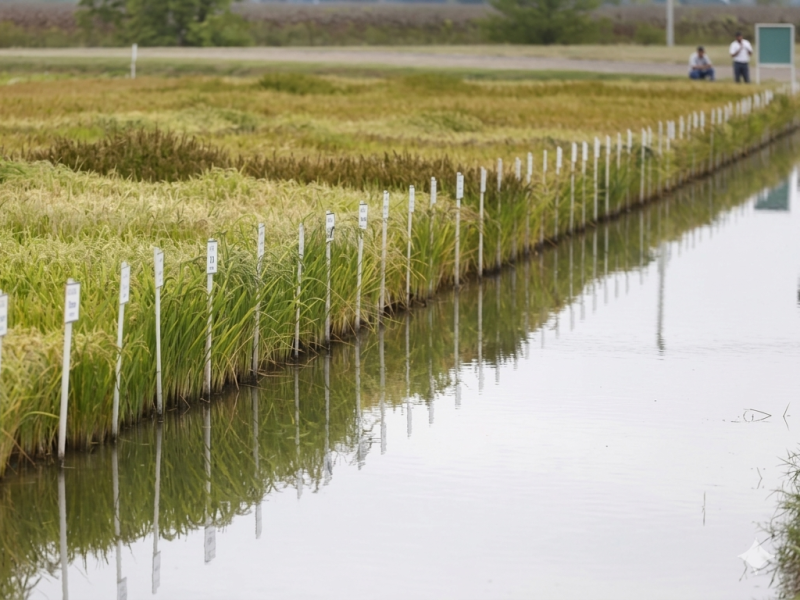 Рисоводы уменьшают площади сева