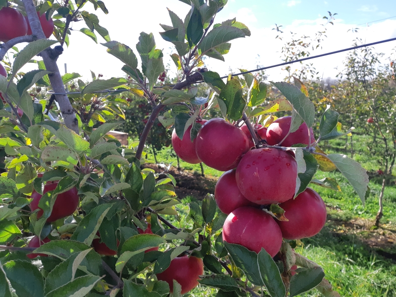 Россия может собрать 3 млн тонн яблок