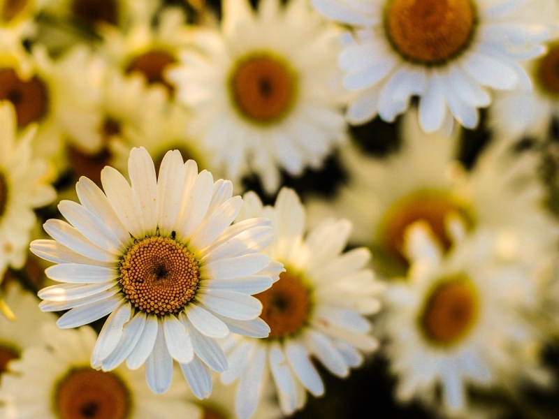 Россия может увеличить экспорт лекарственных растений