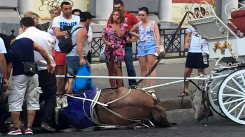 Стресс у лошадей