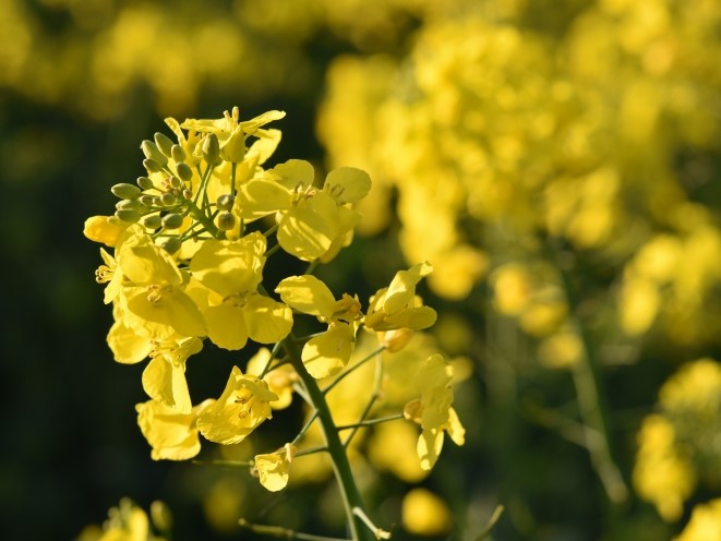 Урожай масличных может обновить рекорд