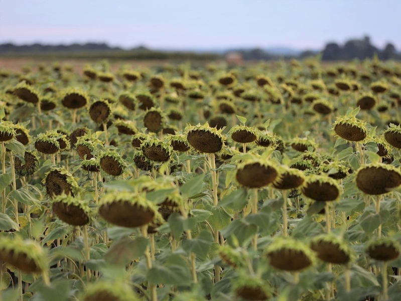В апреле цены на масличные могут незначительно вырасти