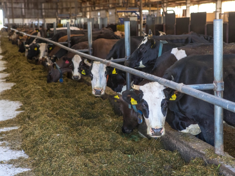 В Госдуме заявили о необходимости отдельной госпрограммы по молочному животноводству