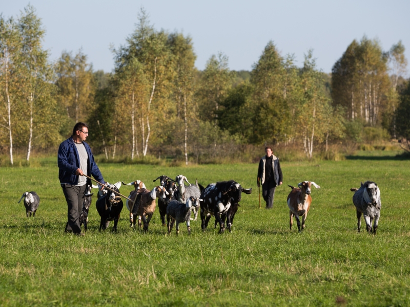 Застрахованные убытки аграриев Дагестана возместят в приоритетном порядке