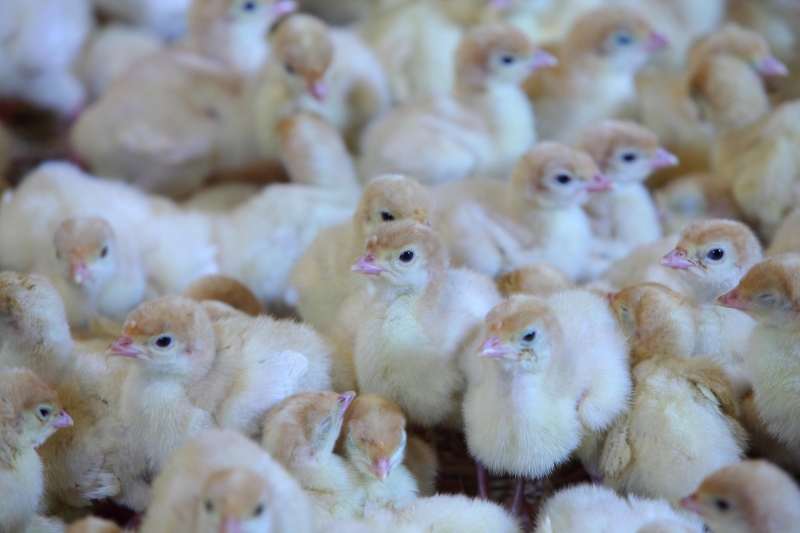 «Дамате» начала строить вторую очередь племрепродуктора индейки