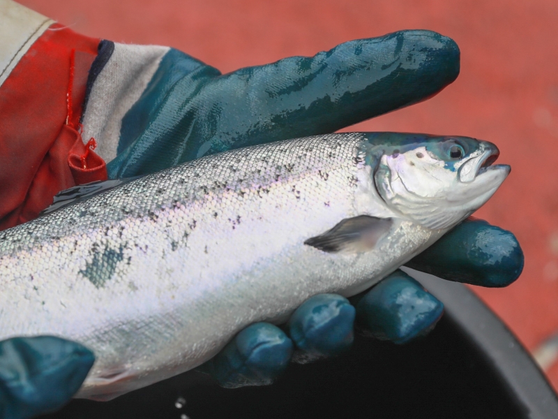 Россия увеличила экспорт рыбы и морепродуктов на 27%